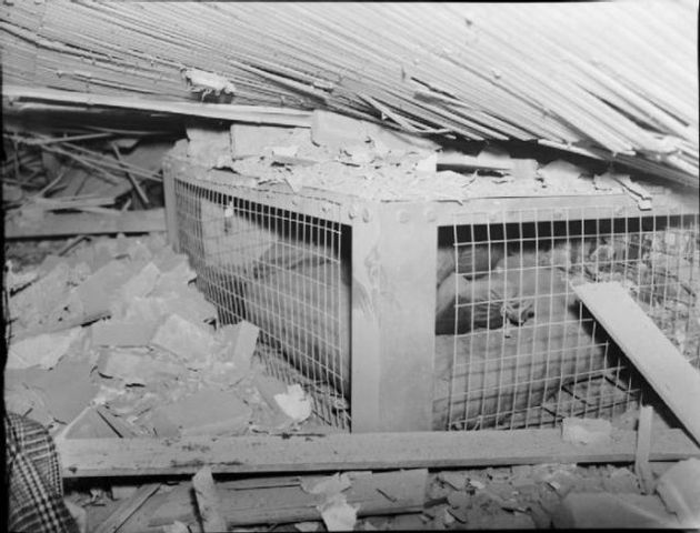 Indoor Home Shelter that was popular during the War