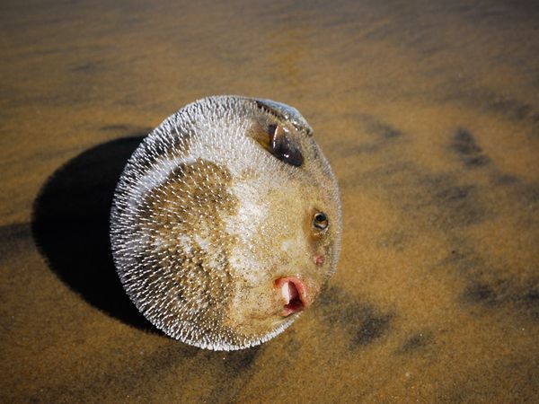 Toxic and Stinging Sea Creatures