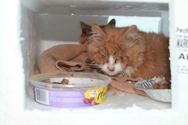 Her Dad Found A Box In The Snow. Nothing Could Prepare Them For What Was In It.