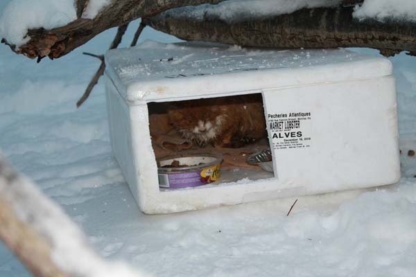 Her Dad Found A Box In The Snow. Nothing Could Prepare Them For What Was In It.