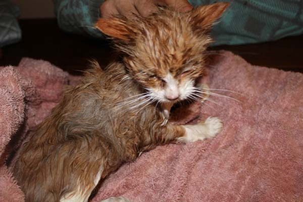 Her Dad Found A Box In The Snow. Nothing Could Prepare Them For What Was In It.