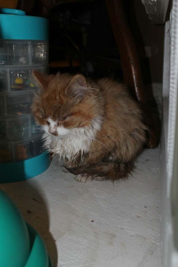 Her Dad Found A Box In The Snow. Nothing Could Prepare Them For What Was In It.