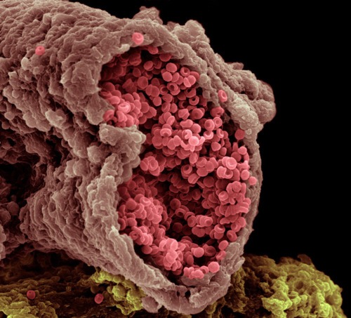 Spectacular images of humans under the microscope