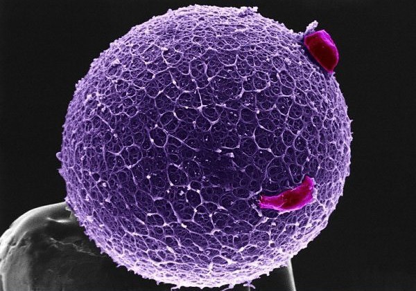 Spectacular images of humans under the microscope