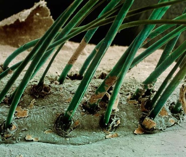 Spectacular images of humans under the microscope