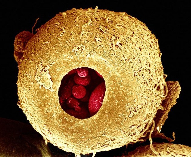 Spectacular images of humans under the microscope