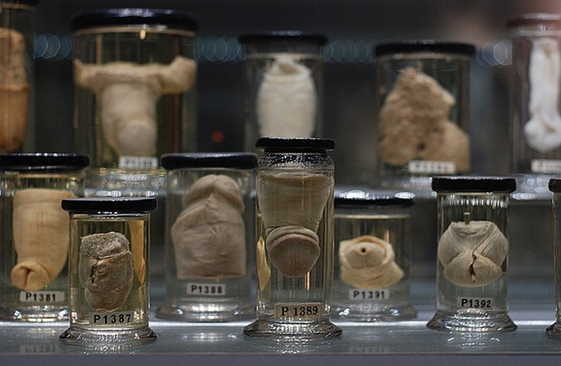 A collection of specimens.