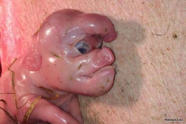 Pig with a human face is born in China