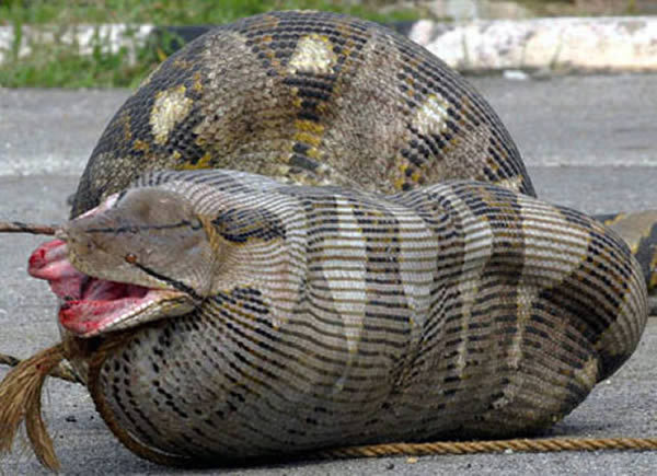 9 Snakes That Bit Off More Than They Could Chew