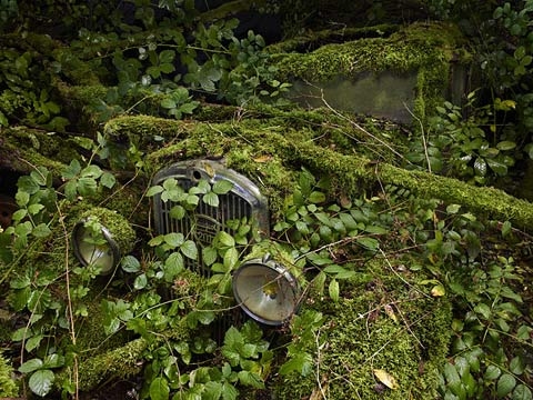 Cars left to rot in a forest