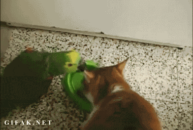 Animal Scuffles (mostly funny).