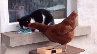 Animal Scuffles (mostly funny).