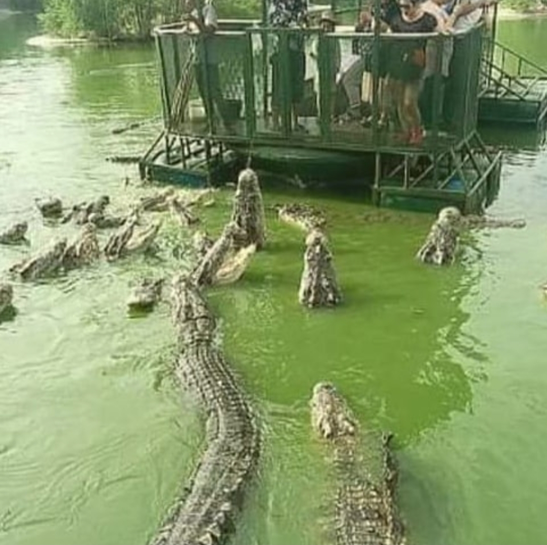 Tourists Surrounded by Hungry Crocodiles