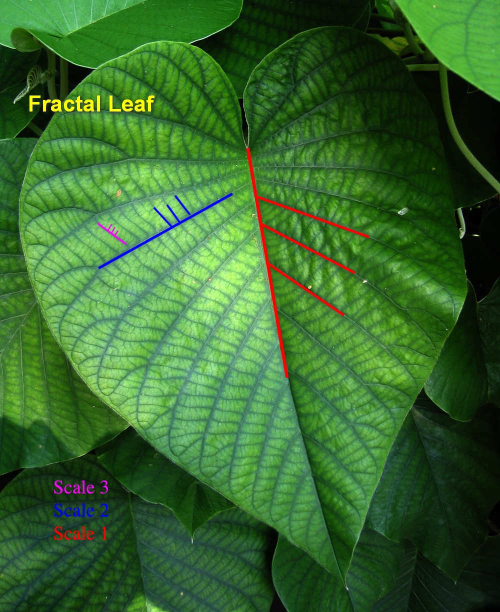 Worm's World Chaos Theory, Fractals and Color Cycles