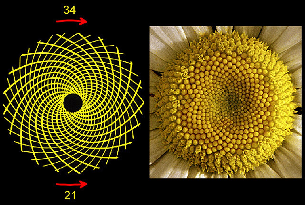 Worm's World Golden Ratio and Fibonacci Numbers