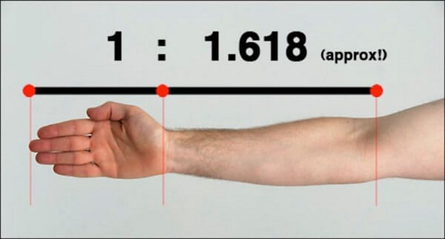 Worm's World Golden Ratio and Fibonacci Numbers