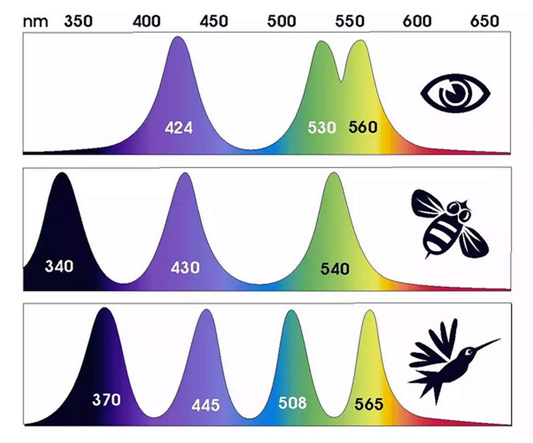 WW Color Theory+Vision