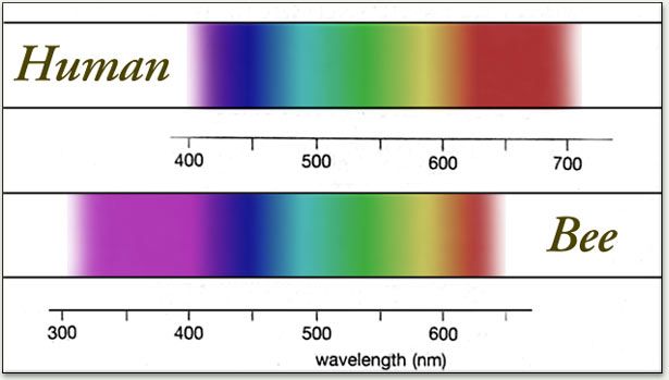 WW Color Theory+Vision