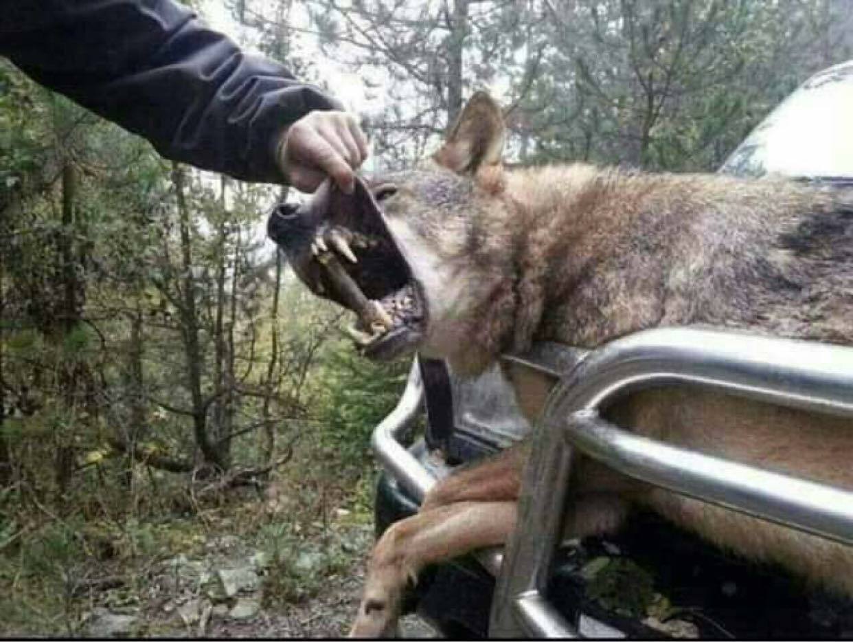 Wolf ate migrant in Bosnia