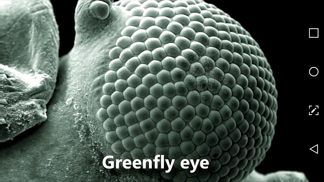 Scanning Electron Microscope Gallery 1