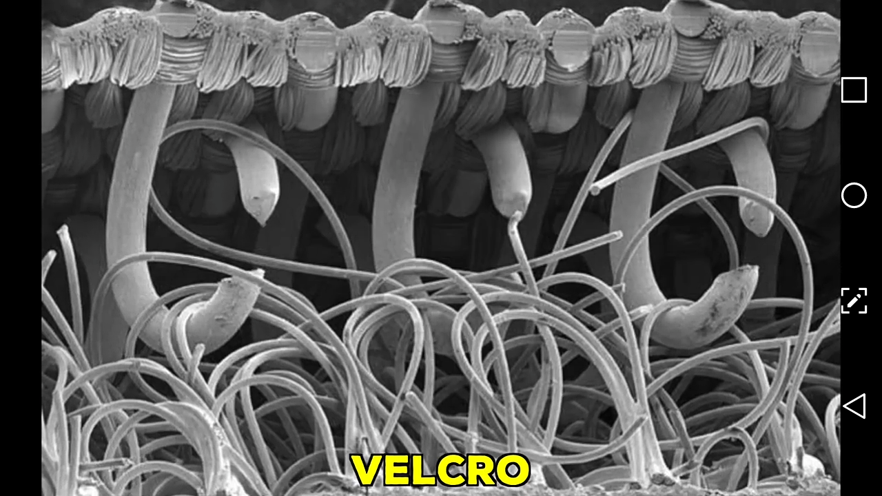 Scanning Electron Microscope Gallery 2