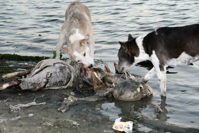 The GANGE (India), a dumping ground for animals and humans