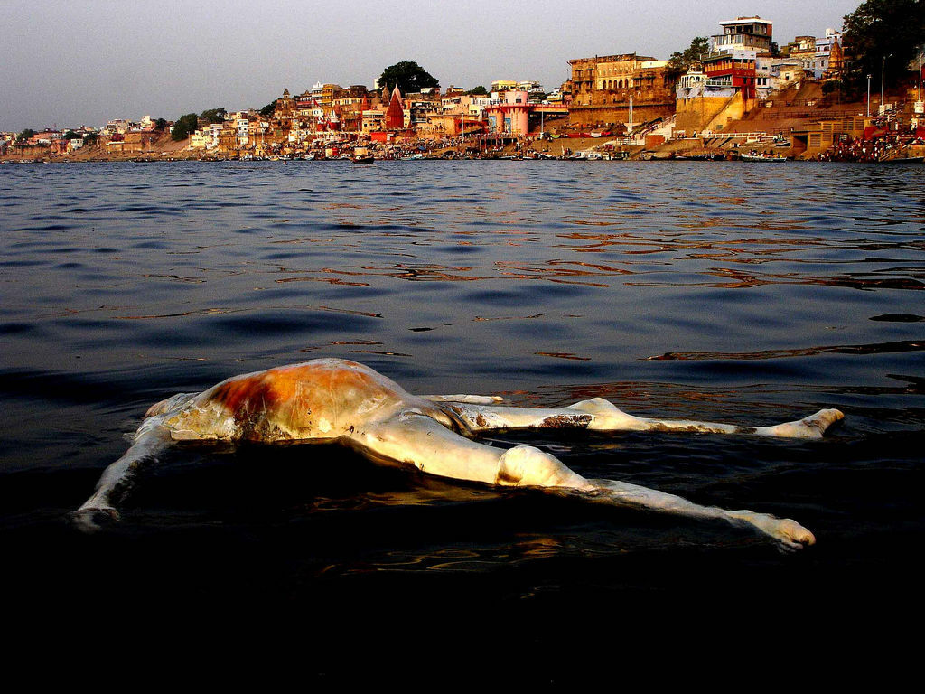 The GANGE (India), a dumping ground for animals and humans