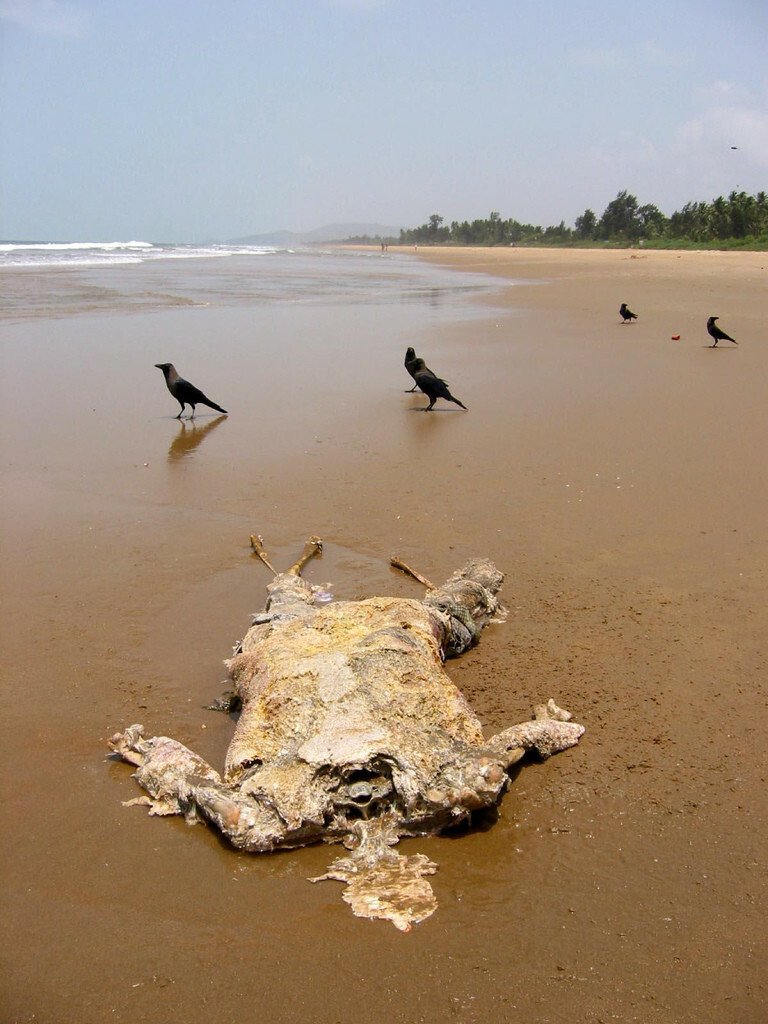 The GANGE (India), a dumping ground for animals and humans