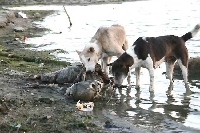 The GANGE (India), a dumping ground for animals and humans