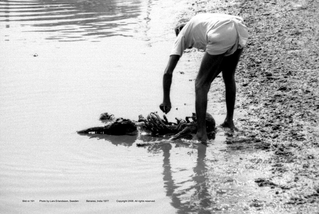 The GANGE (India), a dumping ground for animals and humans