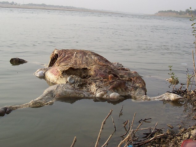 The GANGE (India), a dumping ground for animals and humans