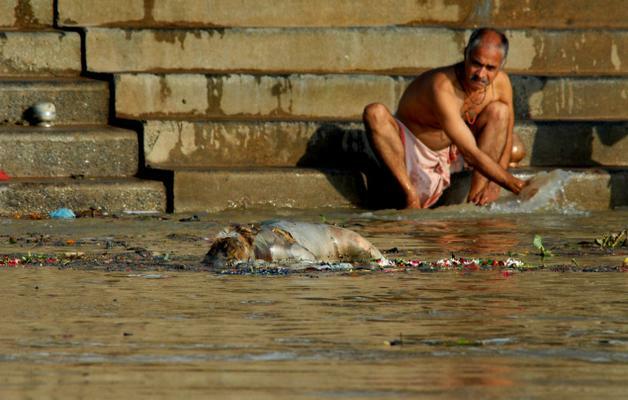 The GANGE (India), a dumping ground for animals and humans