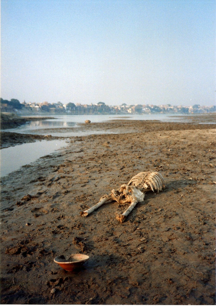 The GANGE (India), a dumping ground for animals and humans