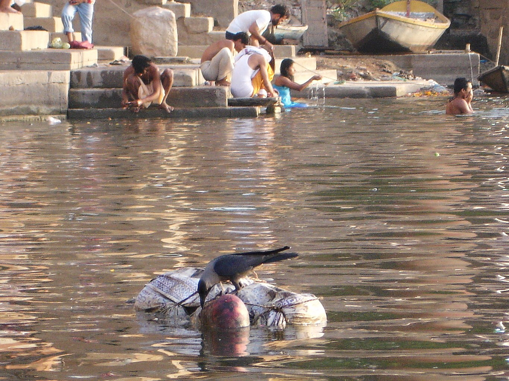 The GANGE (India), a dumping ground for animals and humans