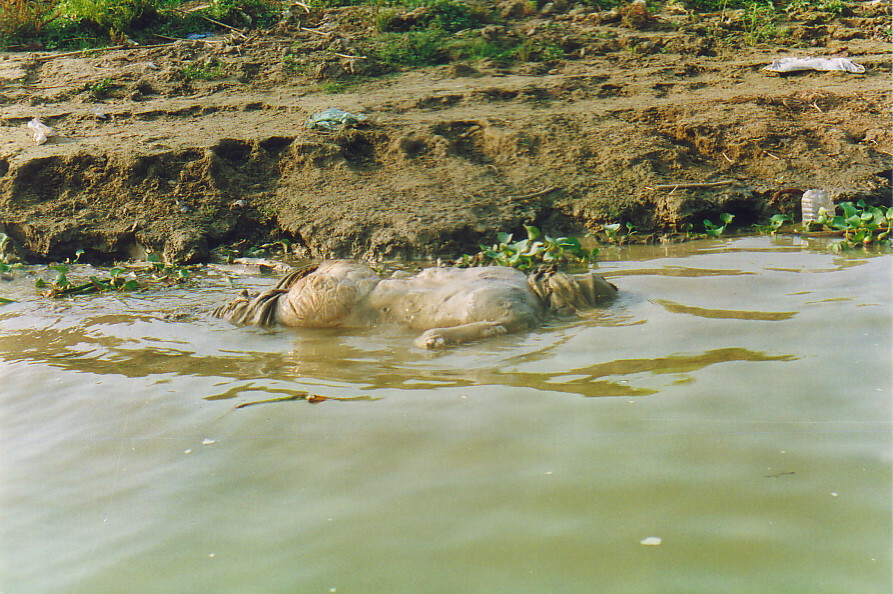 The GANGE (India), a dumping ground for animals and humans