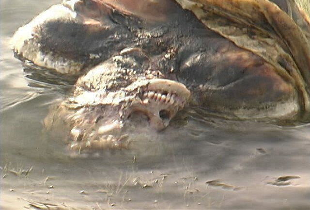 The GANGE (India), a dumping ground for animals and humans