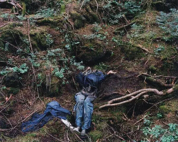 Aokigahara Forest Gallery