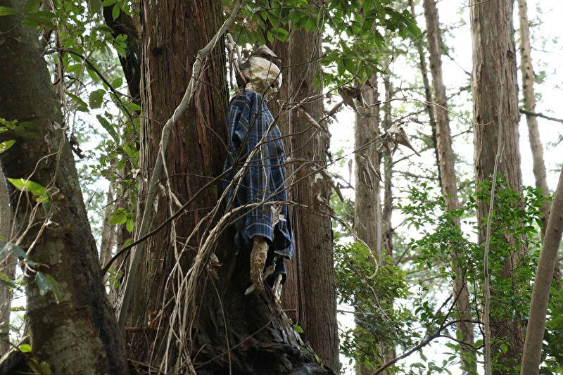 Aokigahara Forest Gallery