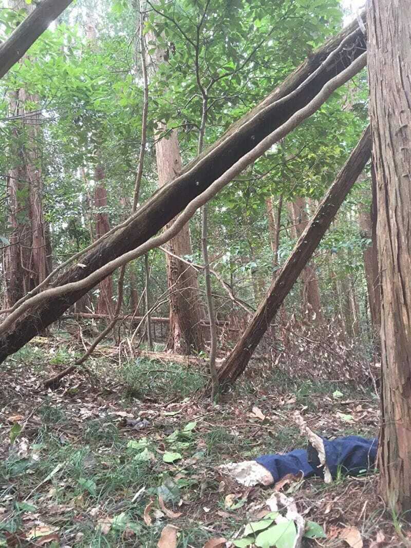 Aokigahara Forest Gallery