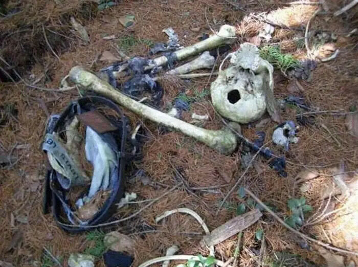 Aokigahara Forest Gallery