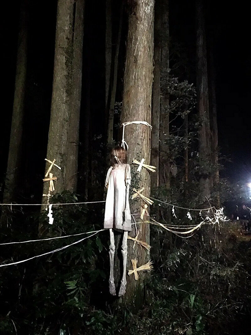 Aokigahara Forest Gallery