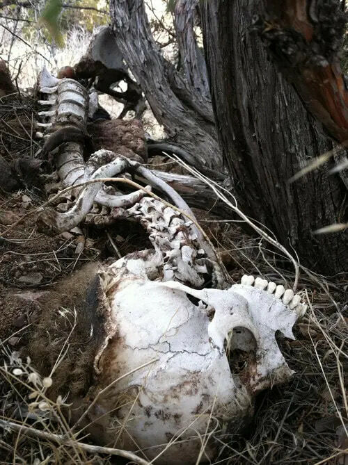 Aokigahara Forest Gallery