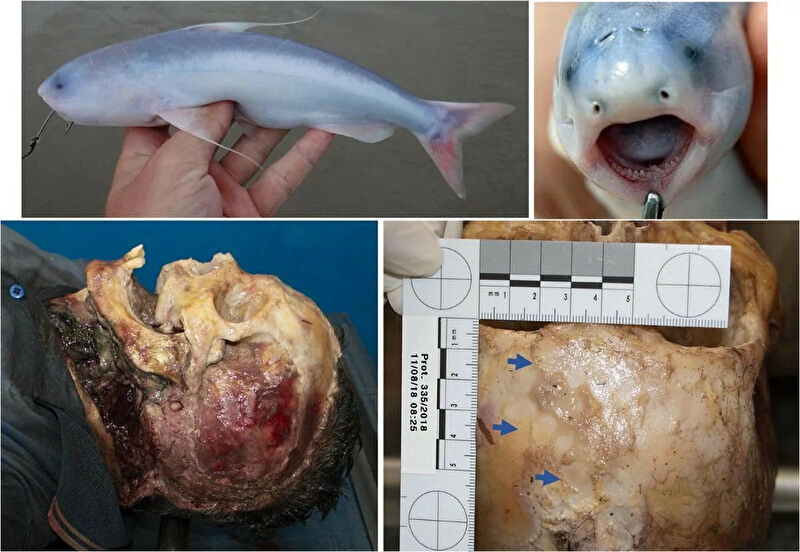 Carnivorous Fish Gallery