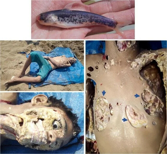 Carnivorous Fish Gallery
