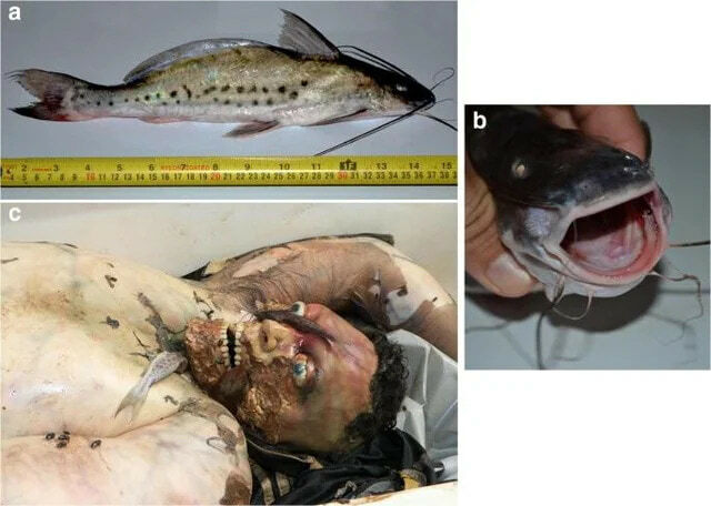 Carnivorous Fish Gallery