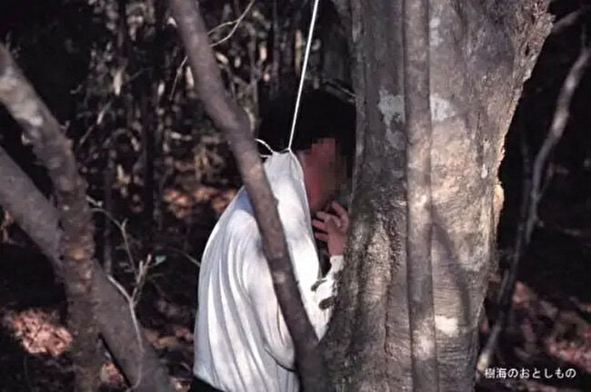 Aokigahara Forest Gallery
