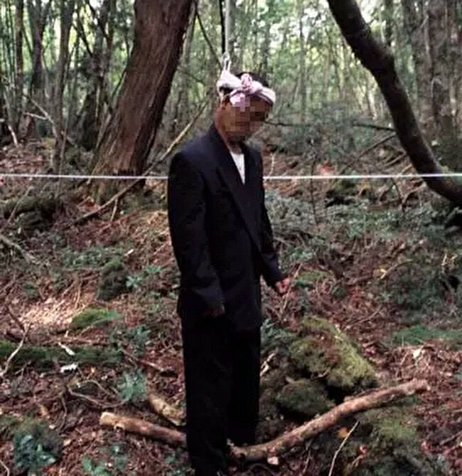 Aokigahara Forest Gallery