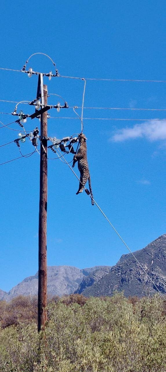 jaguar hanging from a post