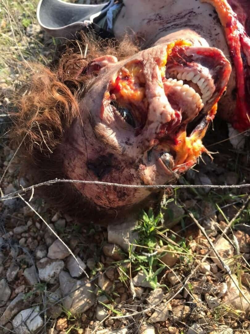 Beauty Blasted And Eaten