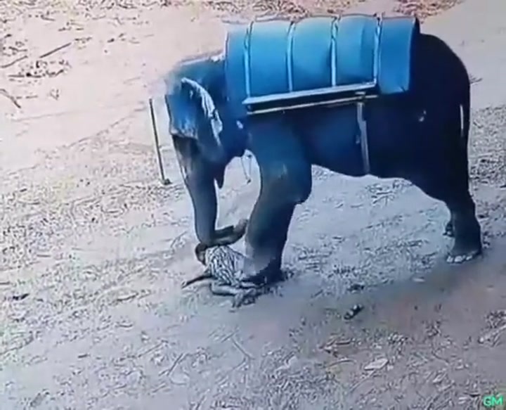 Elephant turns guy into a pile